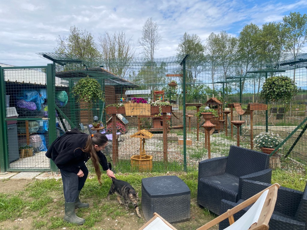 area gatti esterna chiusa