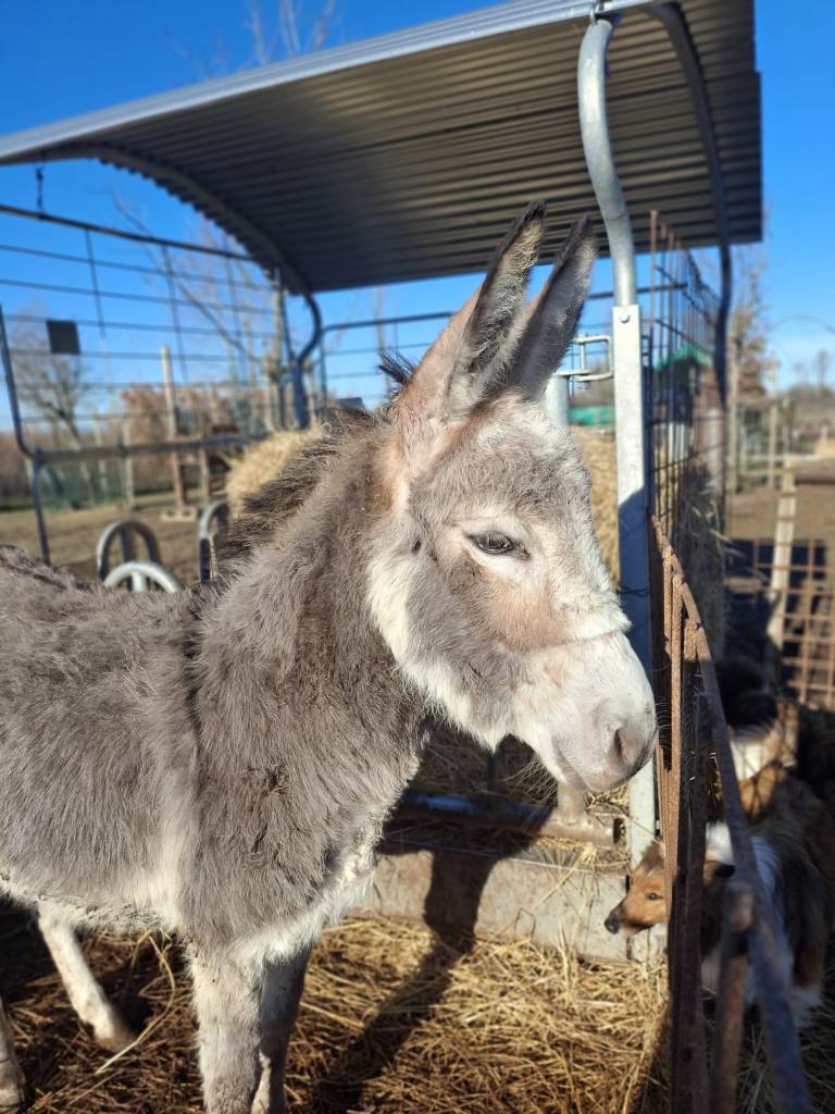 MICHELLE ASINA, 12 ANNI ARRIVATA AL SENTIERO NATALE 2025