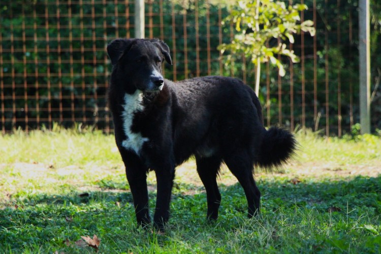 Foto di Sirius